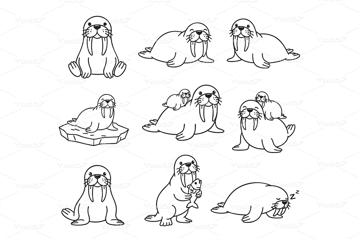 Vector set of walrus characters, an Animal Illustration by yod67
