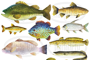 North American Fresh Water Fish, an Object Graphic by DigitalArtsi (Thumbnail 3 of 3)