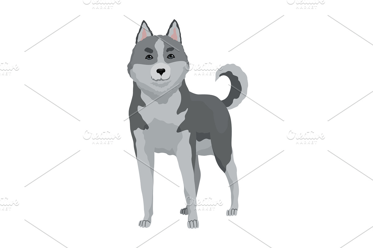 Cute gray wolf pose. Cartoon, an Animal Illustration by the8monkey