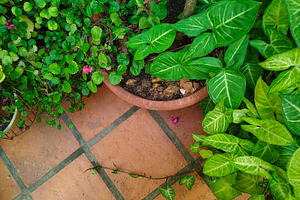 Potted green plant on a terracotta tile patio, a Nature Photo by DanFLCreativo