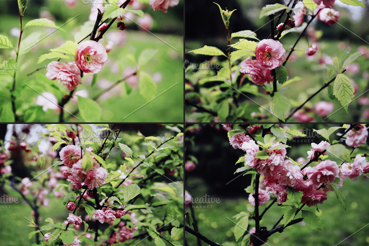 Flowers stock photo containing flower and nature, an Abstract Photo by Nazar Hrabovyi (Photo 3 of 3)