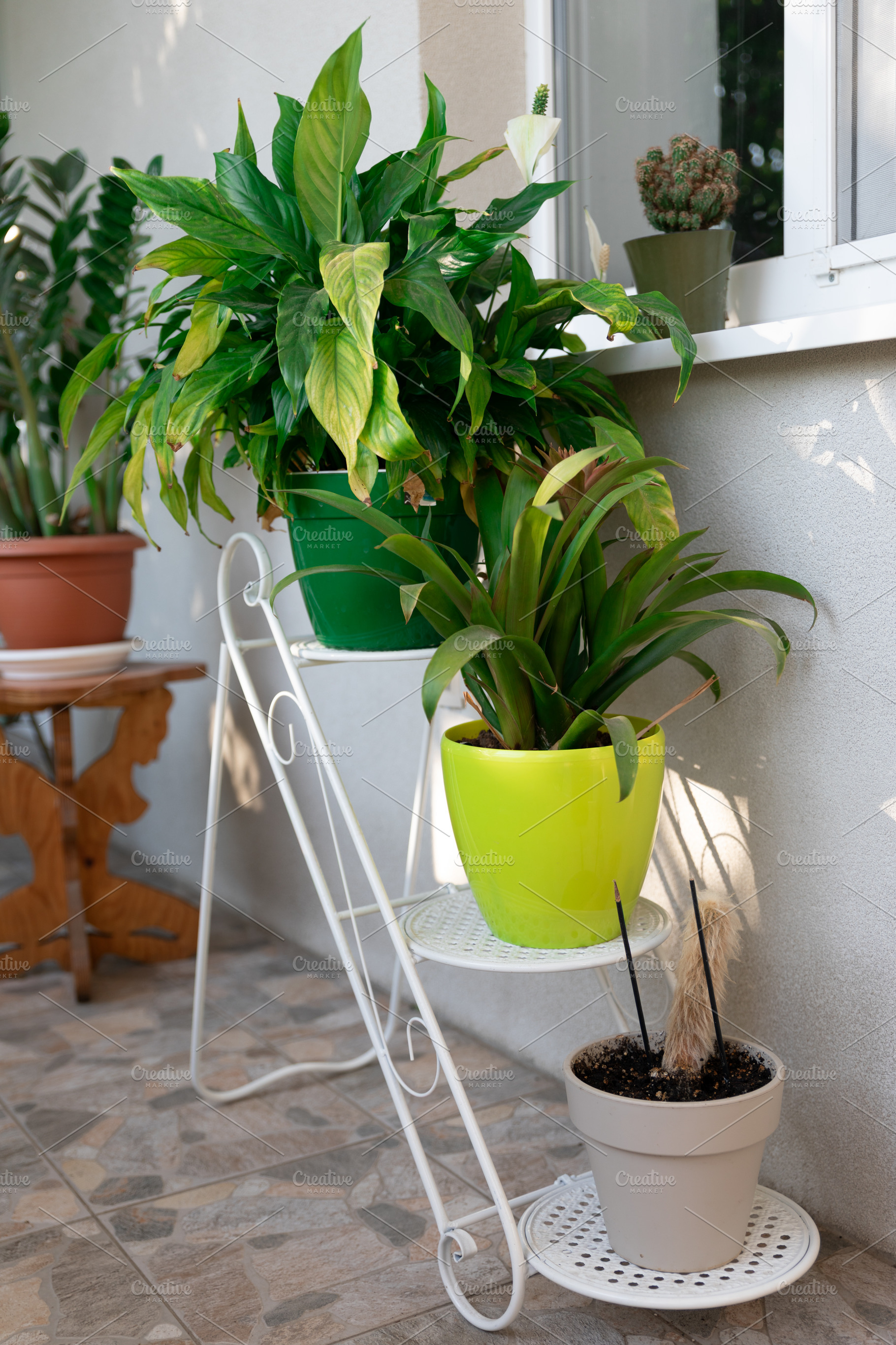 Indoor Potted Plants on Stand, a Nature Photo by Ales Munt
