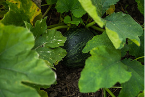 Developing young dark green pumpkin, a Nature Photo by volodymyrshtun13795