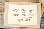 Set of vector outline fish icons, an Animal Illustration by Tettygreen (Thumbnail 3 of 3)
