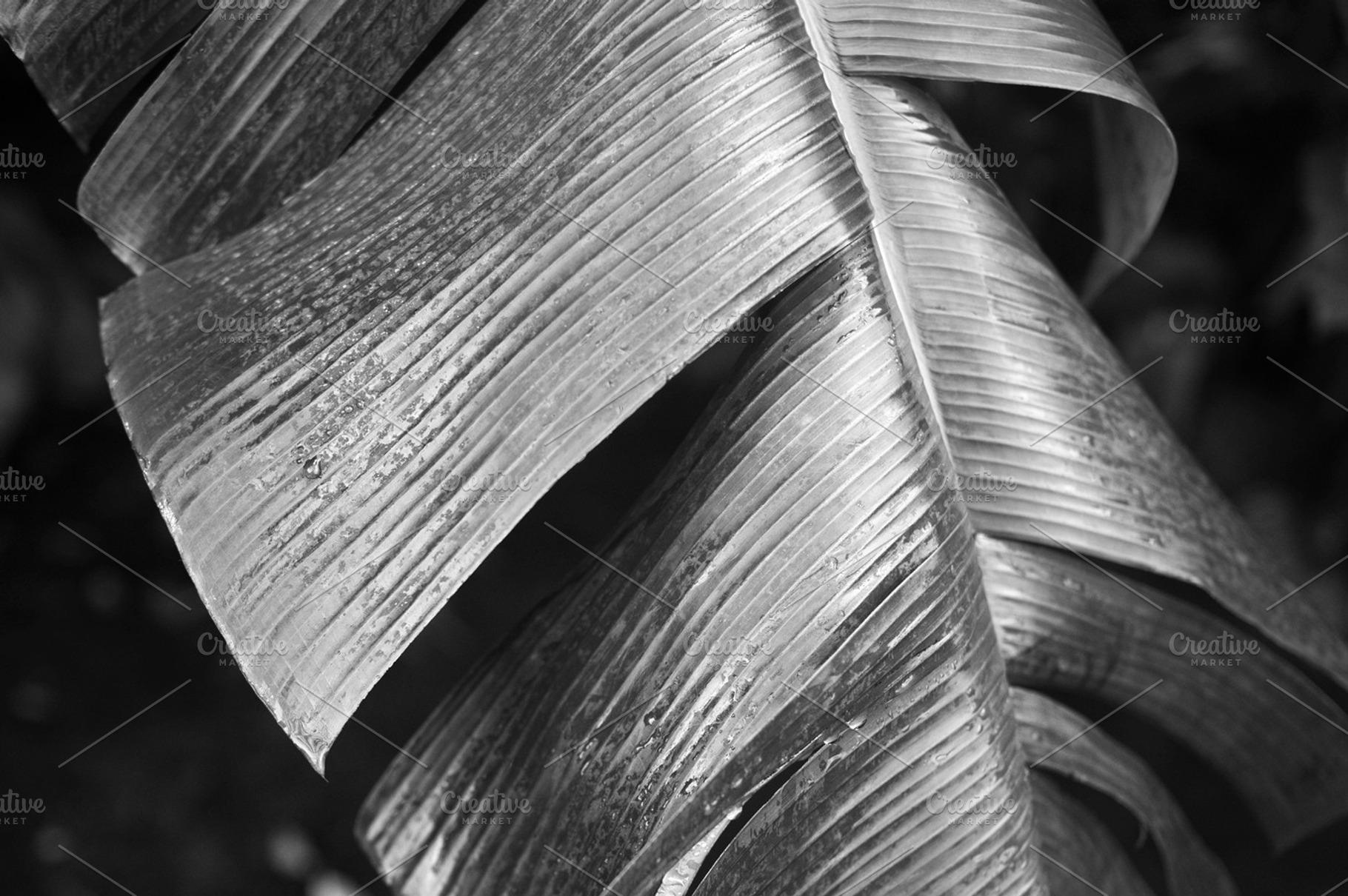 Palmleaf