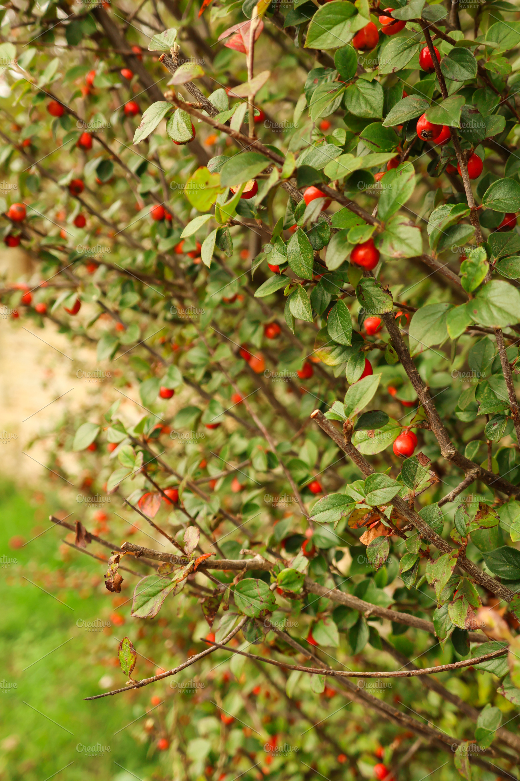 Cotoneaster bush showing many red berries, producing natural aut, a Photo by Studio ANNA