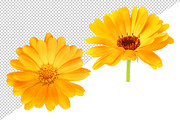 Calendula (marigold) flowers, an Object Graphic by Fruits+Veggies (Thumbnail 3 of 4)