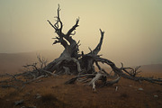 48 Dying Tree Images, a Nature Photo by h.utomo (Thumbnail 14 of 48)
