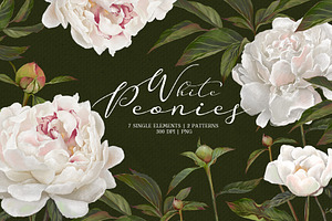 Peonies. Spring flower collection.