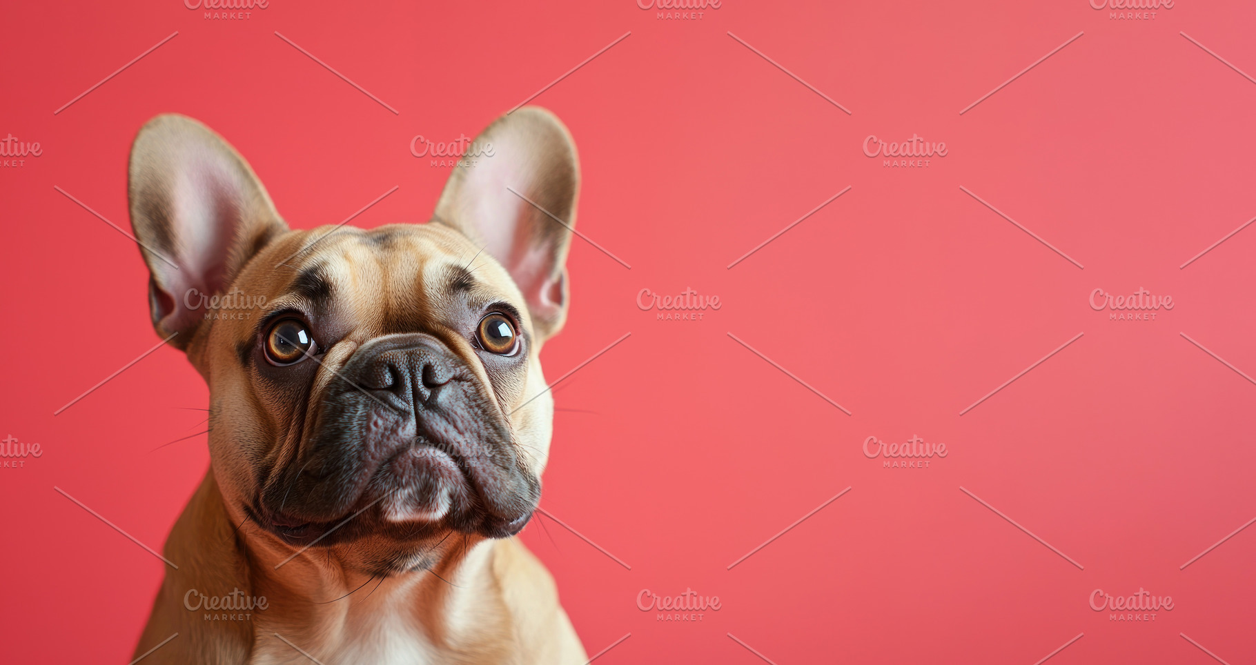Cute French Bulldog with curious expression against pink backgro, an Animal Photo by José Manuel Gelpi