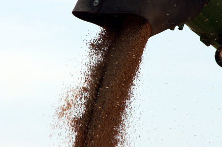 Grain in Combine