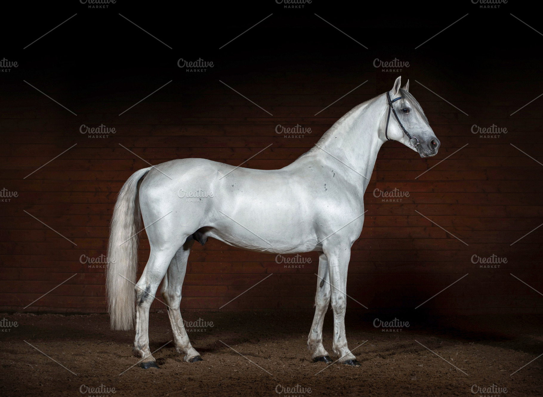 Orlov trotter horse, an Animal Photo by Olgait