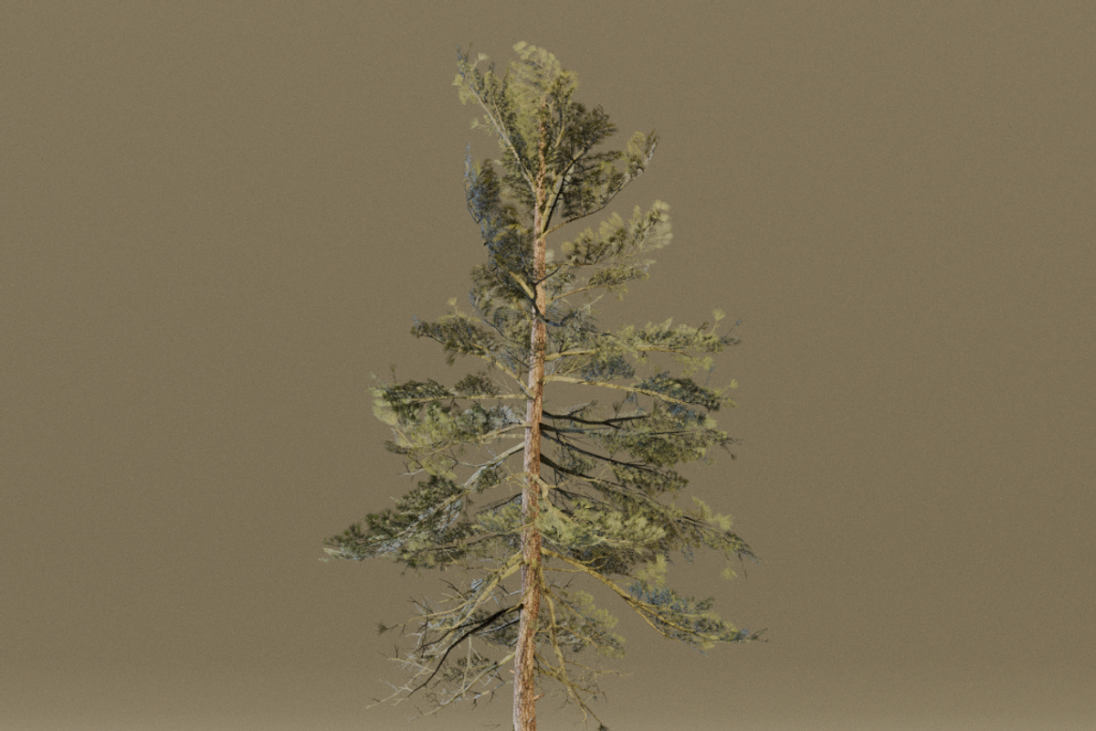 The Scots Pine Tree, a Plants & Tree 3D Model by FuturePastCreatives (Photo 5 of 8)