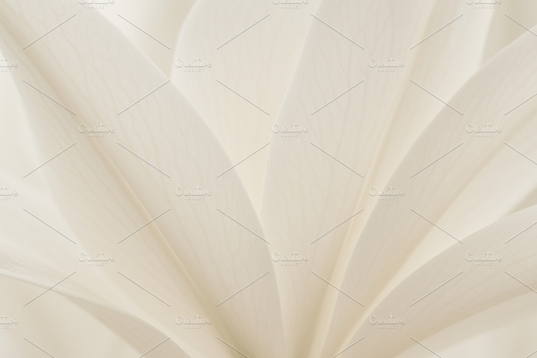 White flower petals closeup with soft texture, background, a Photo by Dvoevnore photos
