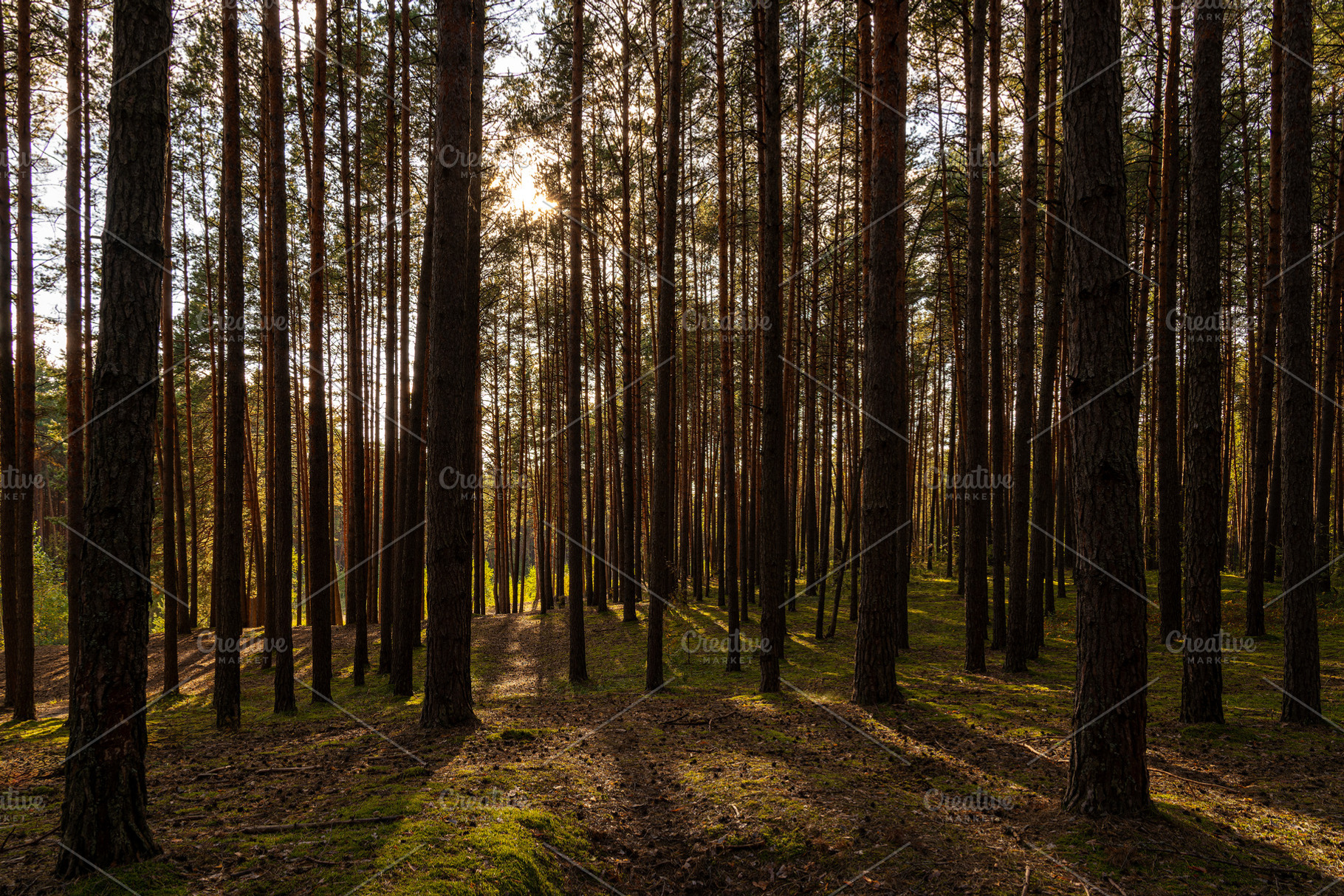Sunrise or sunset in tall pine forest with long shadows on mossy ground. Nature, a Nature Photo by Eugene_Photo