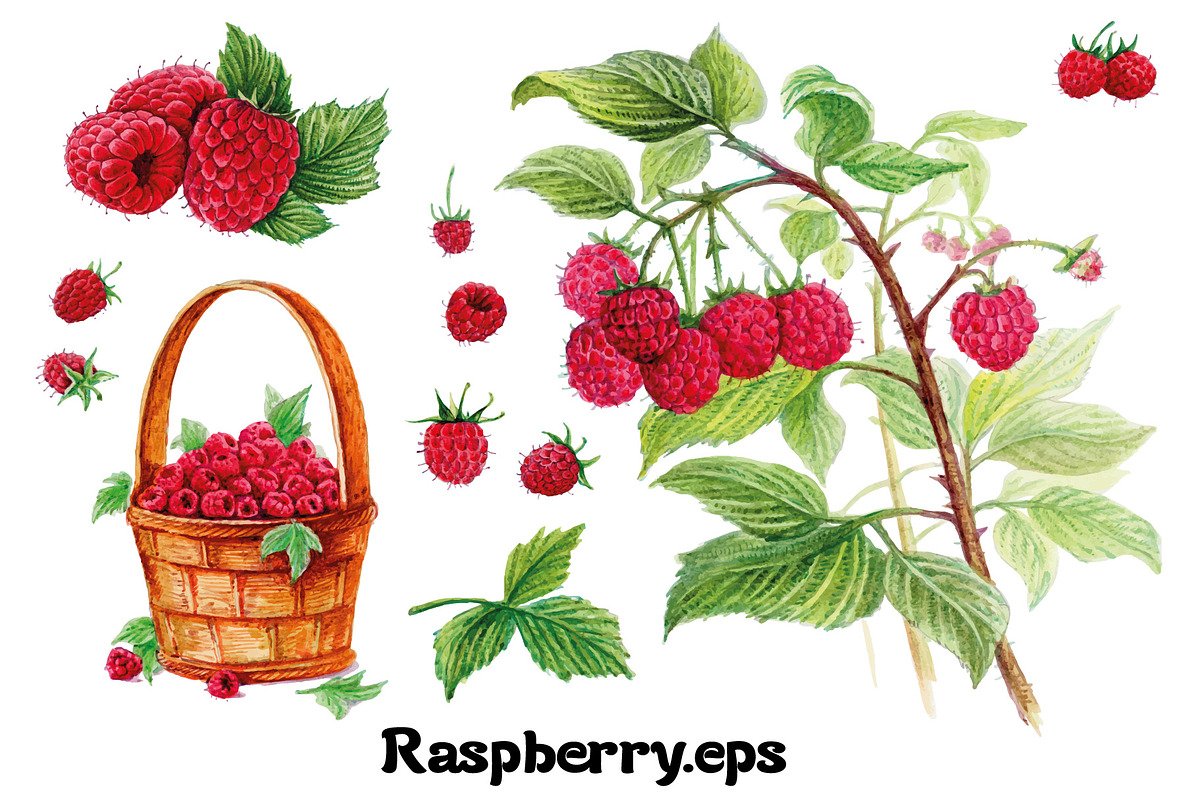 Fruits and berries collection_part 1, an Illustration by ZotovShop (Photo 10 of 20)