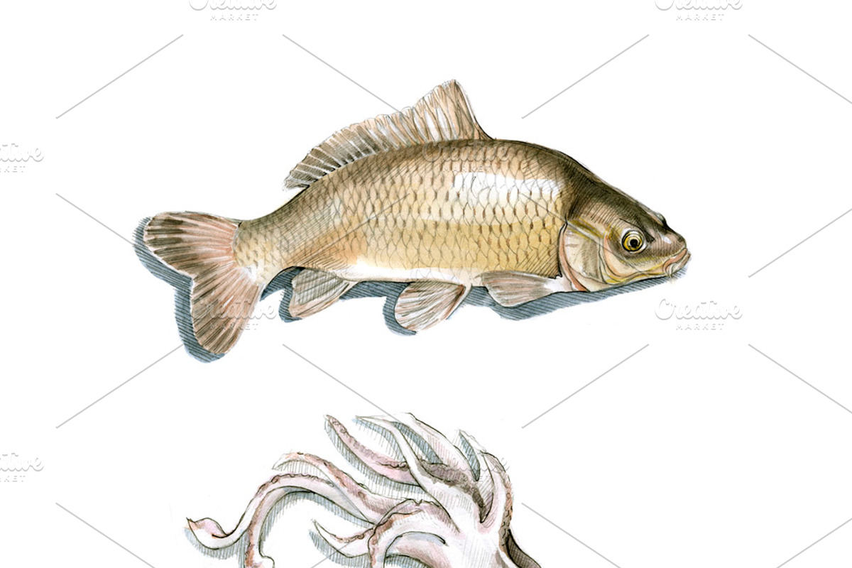 SEAFOOD WATERCOLOR SET, a Food Illustration by wedraw (Photo 2 of 5)