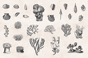 Fishes & Sea Life Engravings Set, a Food Illustration by Graphic Goods (Thumbnail 5 of 7)