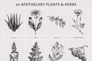 Apothecary Plants & Herbs Vector Set