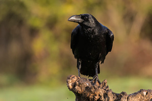 Raven containing corvus, raven, and animal