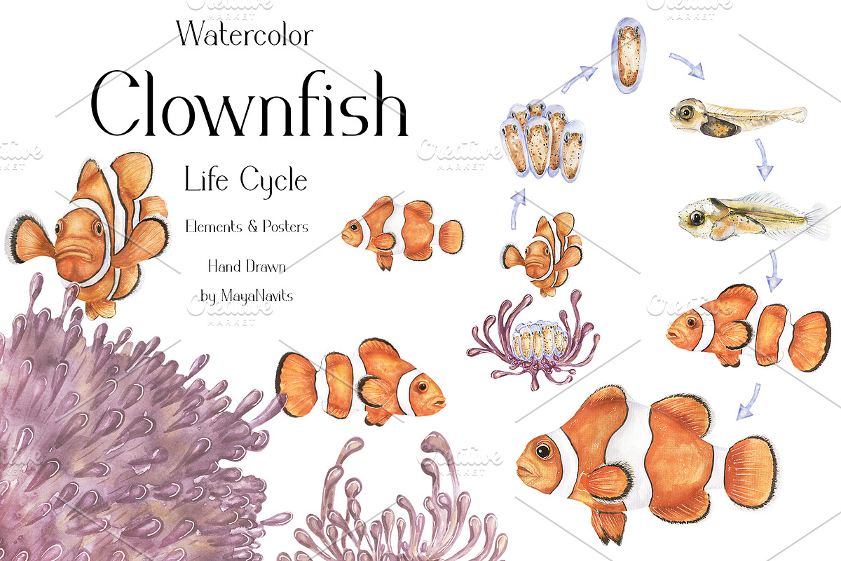 Watercolor Clownfish Life Cycle Set, an Education Illustration by MayaNavits (Photo 1 of 7)