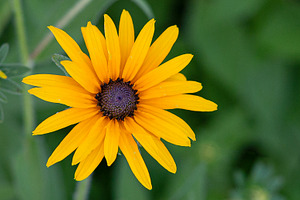 Vibrant Yellow Black Eyed Susan