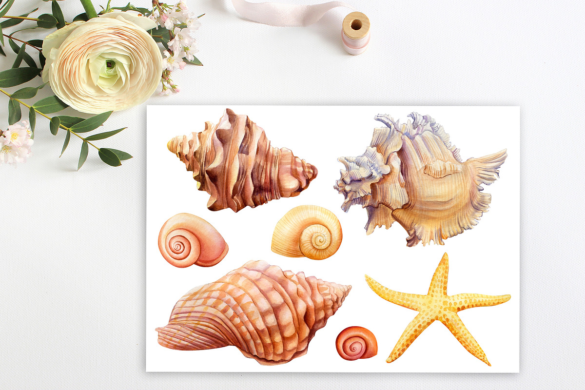 Watercolor starfish, shells, crabs, an Animal Illustration by Hanna Hryharenka (Photo 9 of 12)