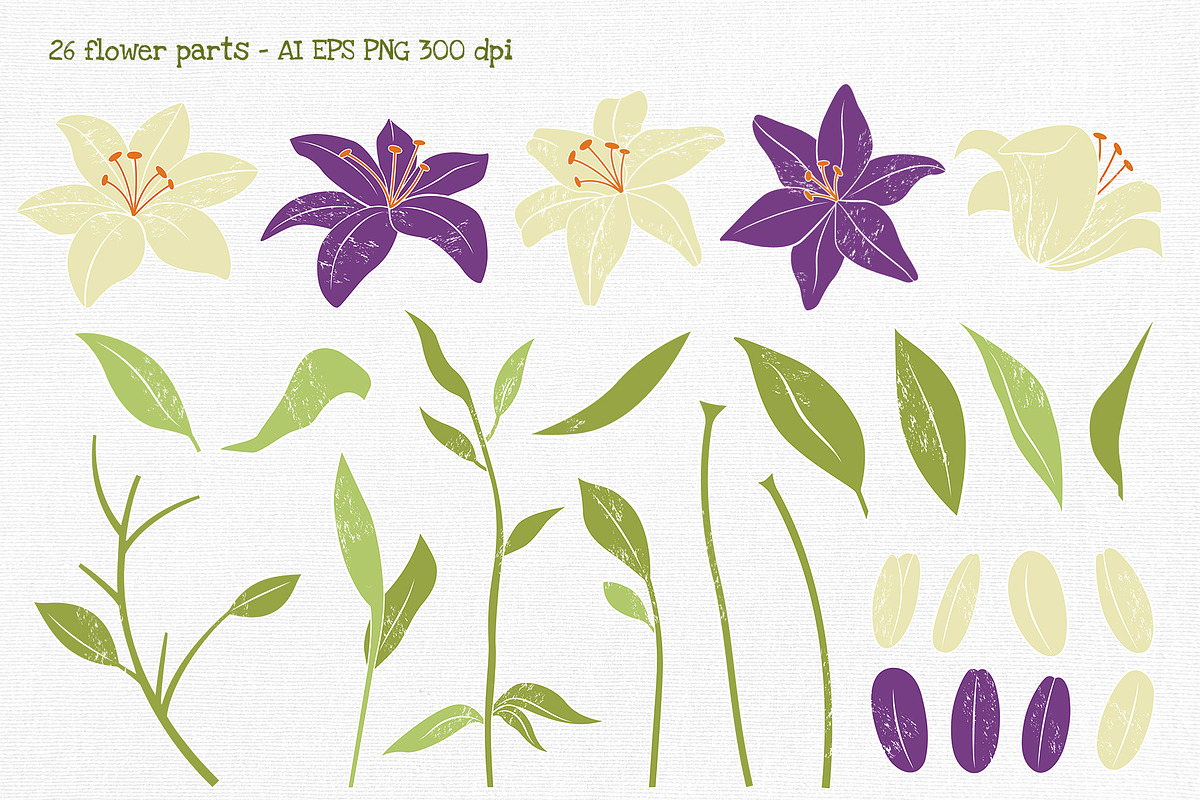 Lily Flower Vector Clipart, an Illustration by Hanna's ArtLab (Photo 2 of 8)