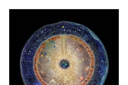 Soma Co. Biomorphic Solargrams, an Education Illustration by milatovar (Thumbnail 12 of 19)
