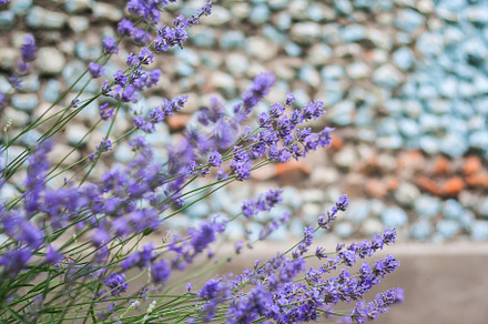 Bush with lavender flowers in blur in sunlight, a Nature Photo by TanaCh