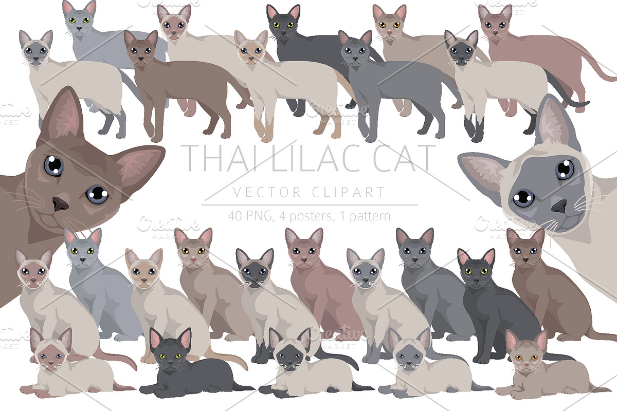 Thai Lilac cat, an Animal Illustration by pet design shop (Photo 1 of 6)
