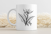 Bird Of Paradise Flower SVG Clipart, an Illustration by YouniqueArtwork (Thumbnail 2 of 5)