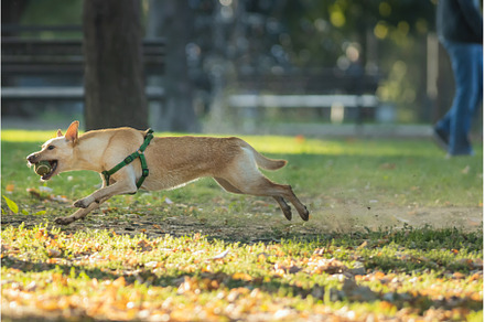 Dog running in grassy area, an Animal Photo by Barcelona_dreams