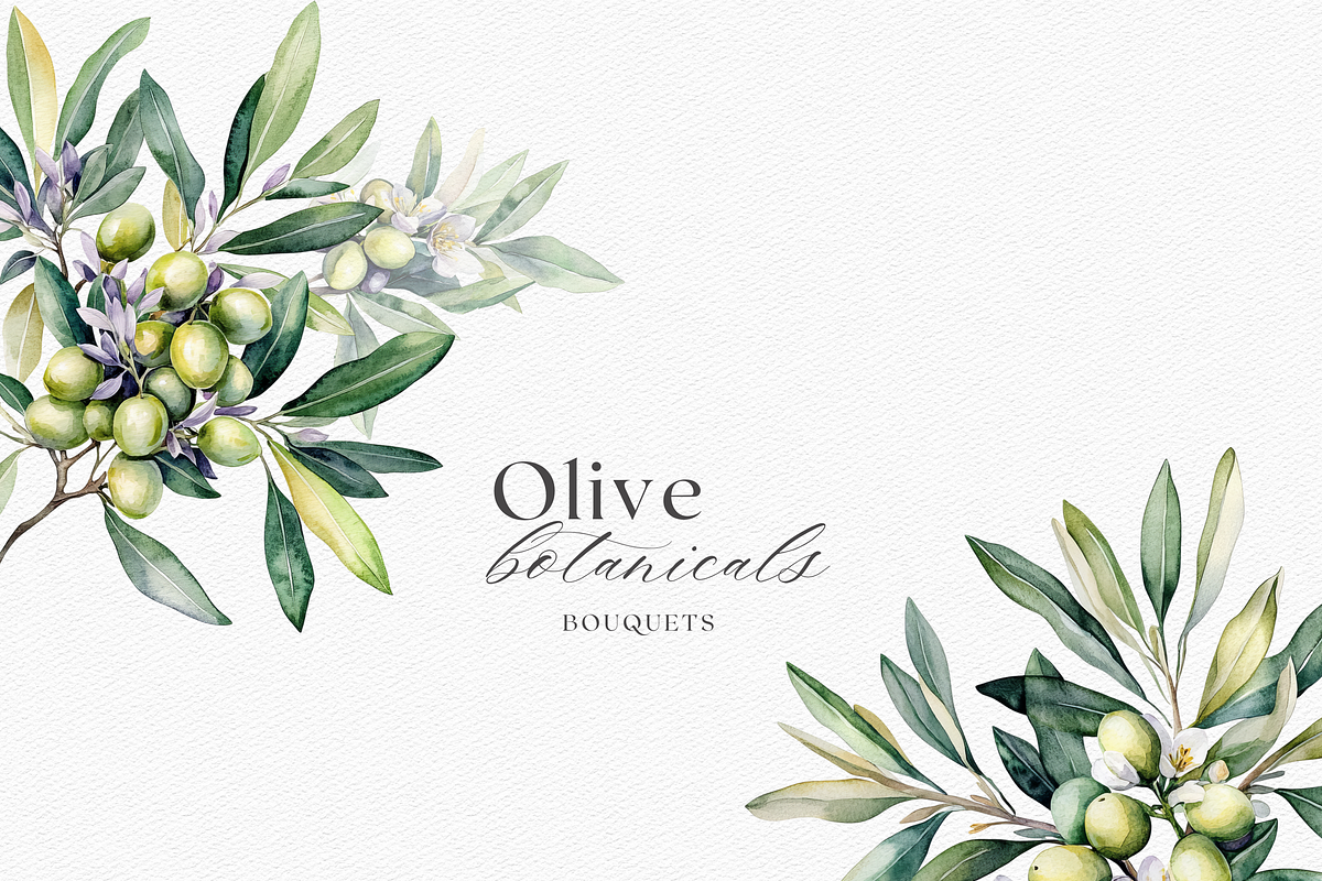 Olive Botanicals – Watercolor, a Decorative Illustration by ThaismotaCreativeCo (Photo 3 of 9)
