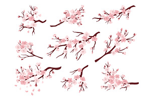 Cherry Blossom Branches. Japanese