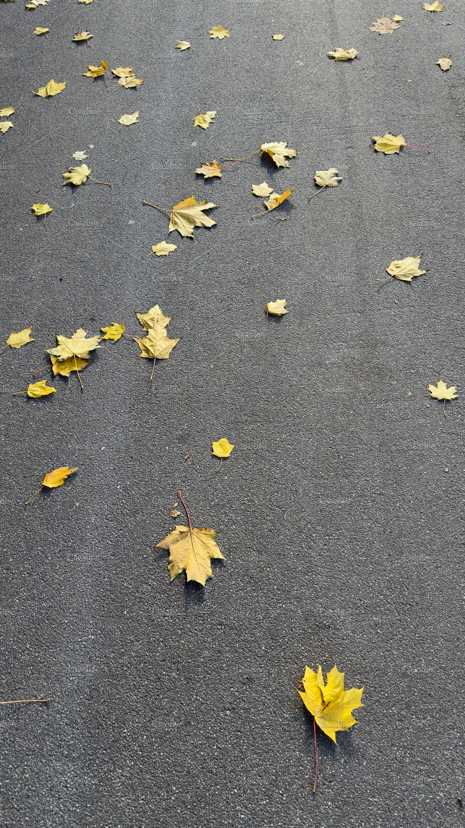 Scattered yellow autumn leaves on a gray asphalt road, a Nature Photo by Textures & Backgrounds
