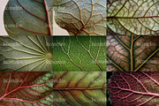 75 Leaf Veins Stock Photos, a Nature Photo by Incomelion (Thumbnail 3 of 14)