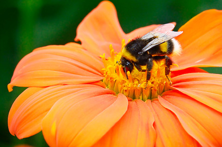 Bumble bee pollinating a flower containing animal, background, and beautiful, an Animal Photo by Serg64