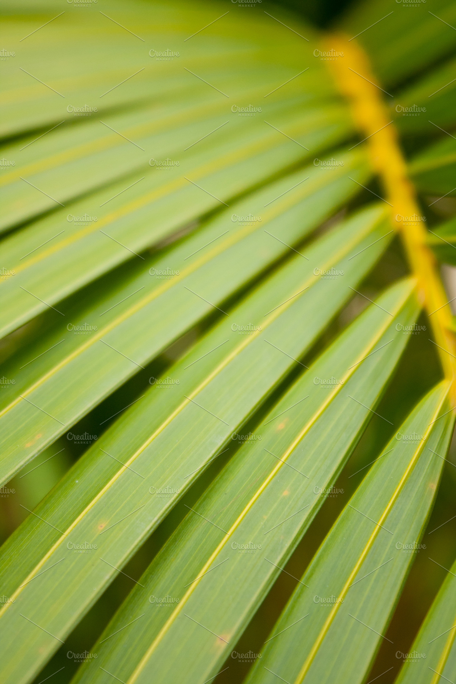 Background of leaves containing abstract, backdrop, and background, a Nature Photo by a454