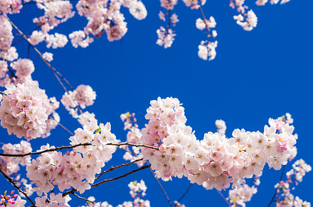 Pink cherry tree flowers with sky containing nature, floral, and flower, a Nature Photo by Zigzag Mountain Art