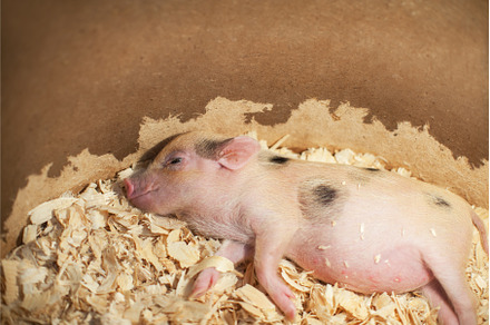Cute and sleeping little pig in, an Animal Photo by Jan Jack Russo Media