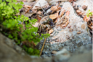 Crab on a rock on the shore of a, an Animal Photo by COLORFUL