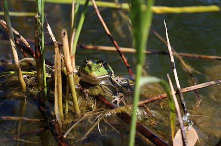 Green and brown frog, an Animal Photo by Irina