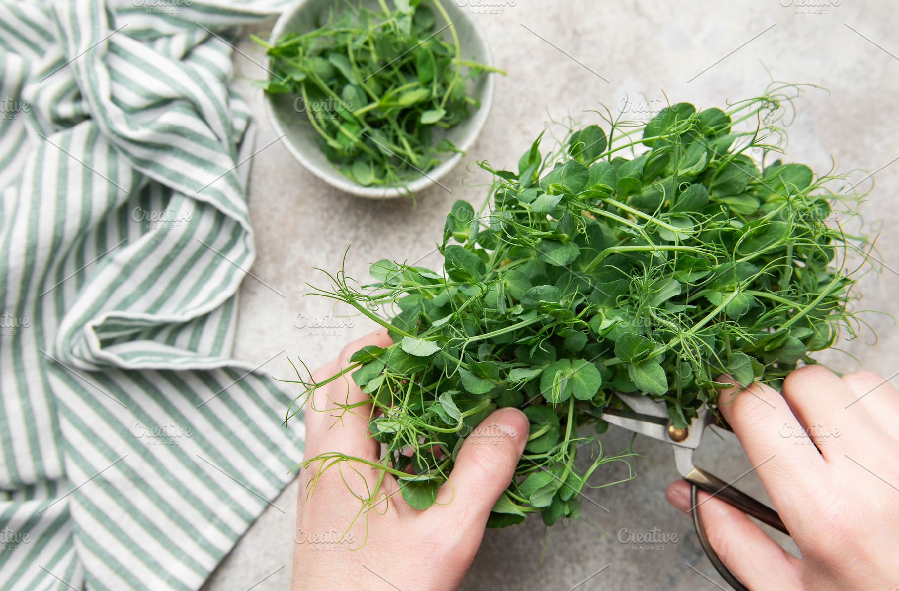 Hands harvesting fresh pea shoots microgreens for healthy food, a Photo by Olena Rudo