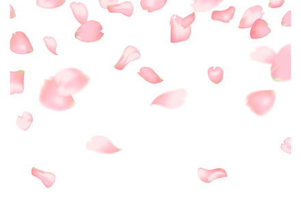 Pink sakura or rose falling petals