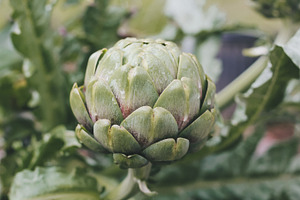 Artichoke with morning dew