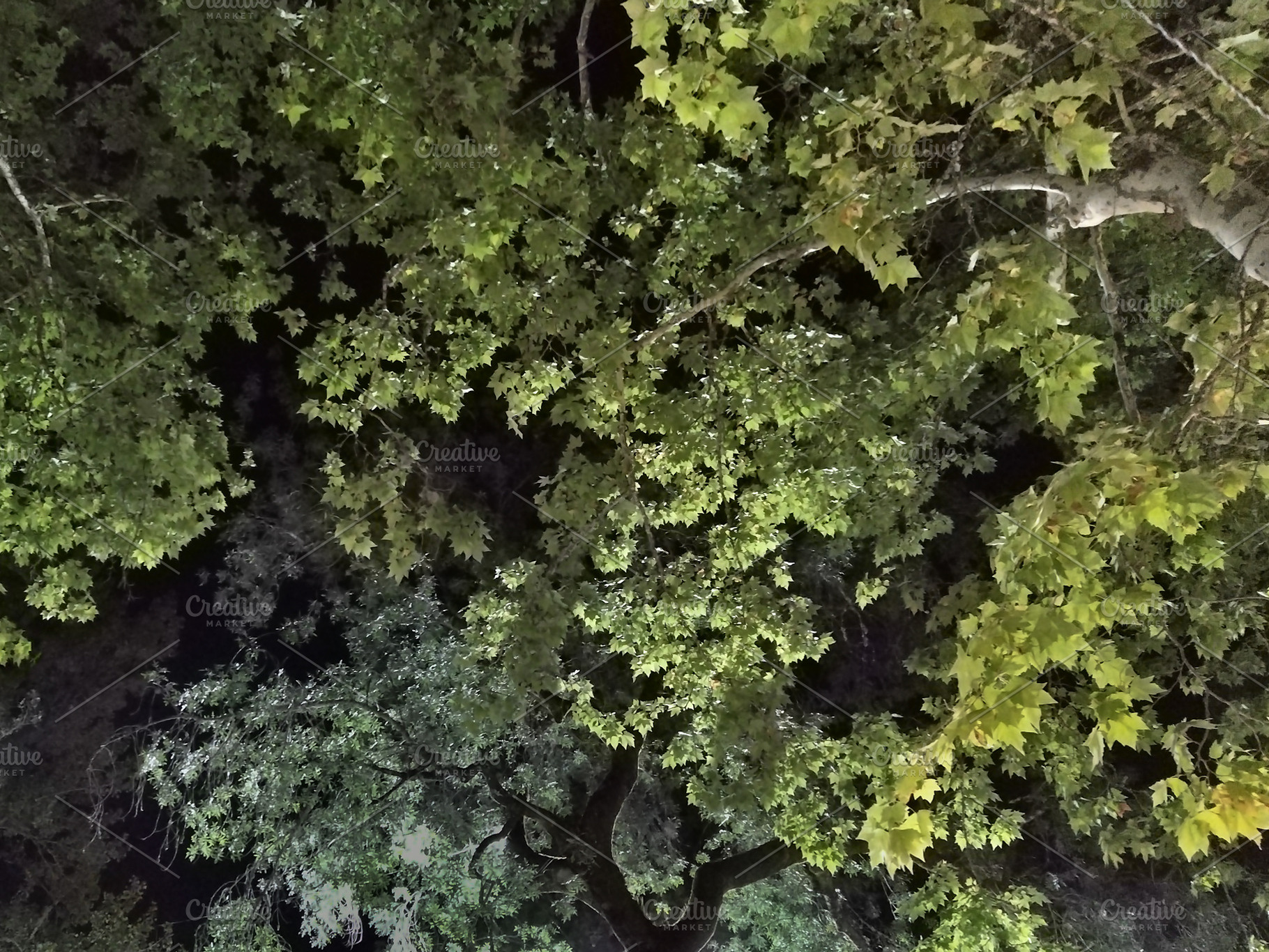 Illuminated trees at night from low angle, a Nature Photo by DanFLCreativo