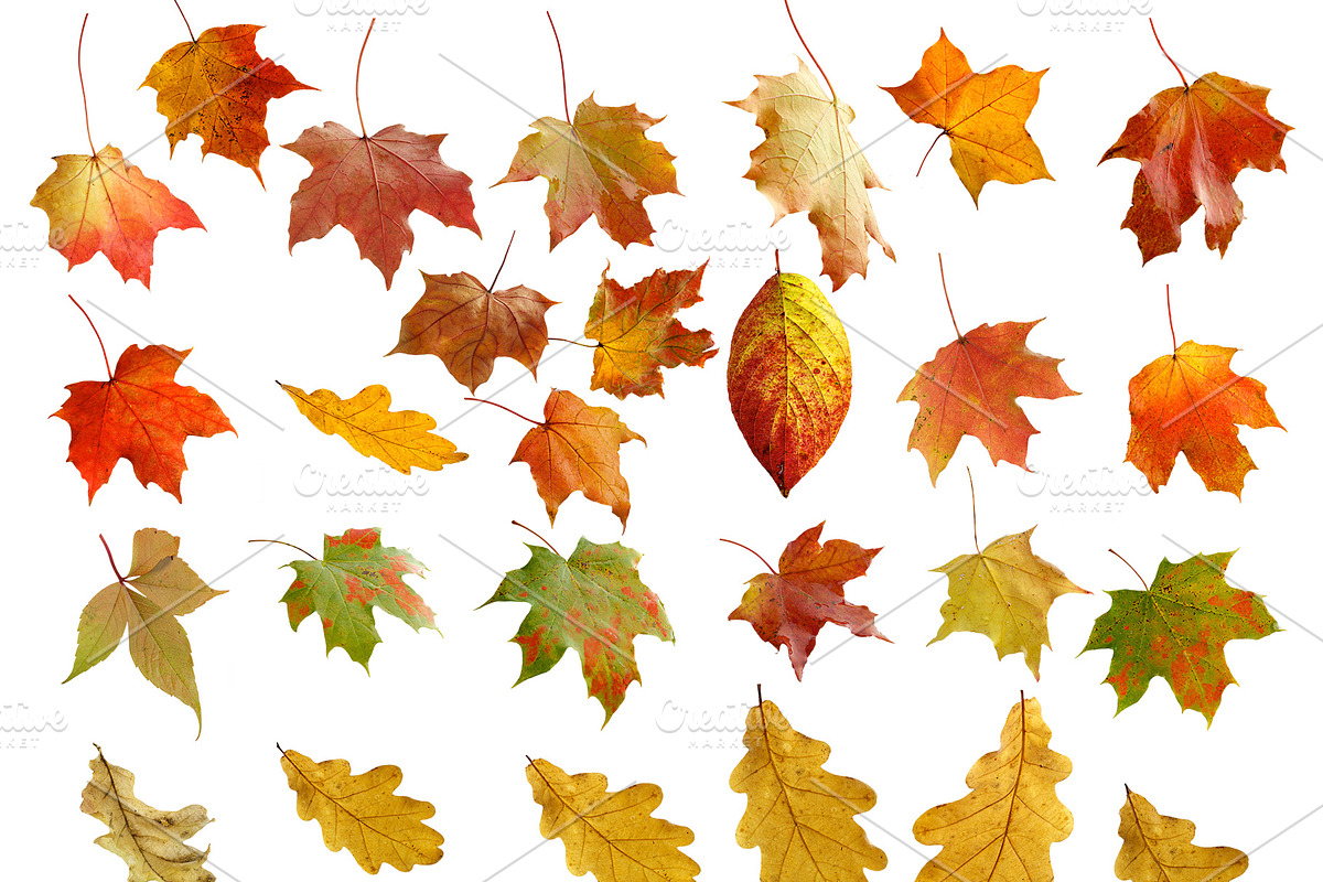 Leaves Overlays preview 4