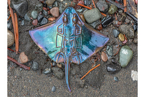 A skate ray and manta ray have met, an Animal Photo by ZinetroN