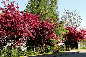 Lush blooming trees along a quiet street on a sunny day. Copenhagen, Denmark., a Photo by AS photostudio